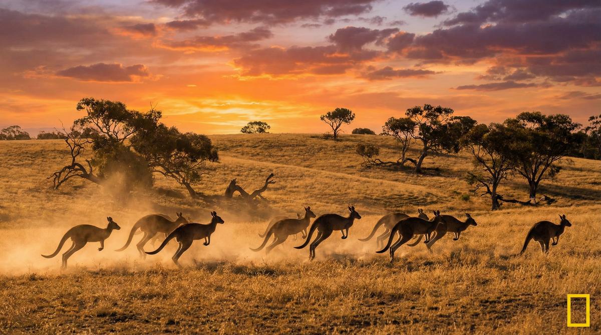 母狗澳洲野生动物视频