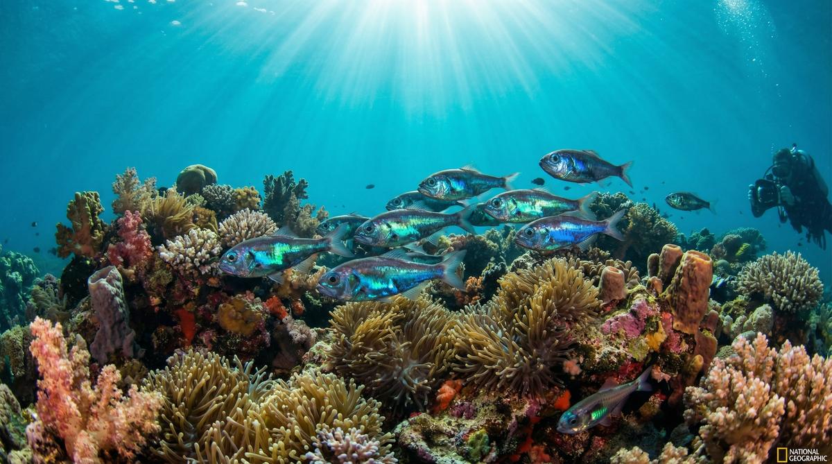 母狗深海鱼视频